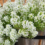 Sweet Alyssum Seeds