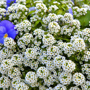 Sweet Alyssum Seeds