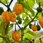 Non Seeds, Capsicum annuum