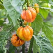 Non Seeds, Capsicum annuum