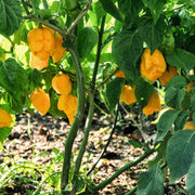 Non Seeds, Capsicum annuum