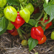 Non Seeds, Capsicum annuum