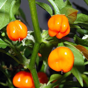 Non Seeds, Capsicum annuum