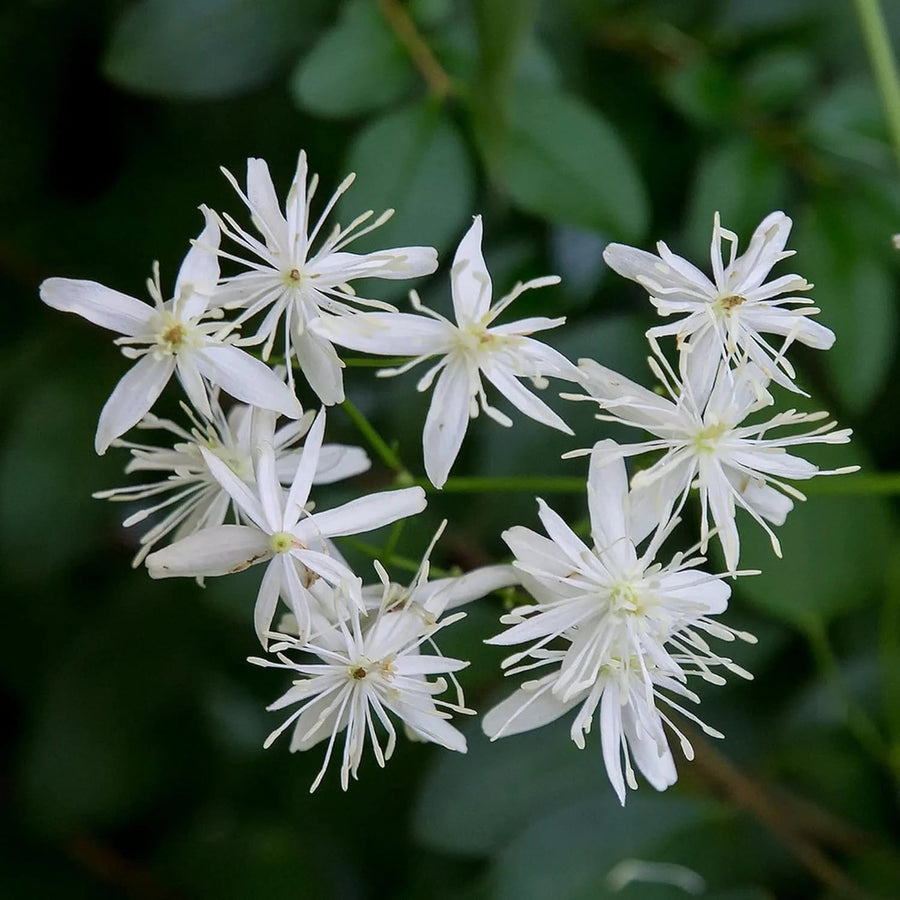 Sweet Autumn Clematis Seeds