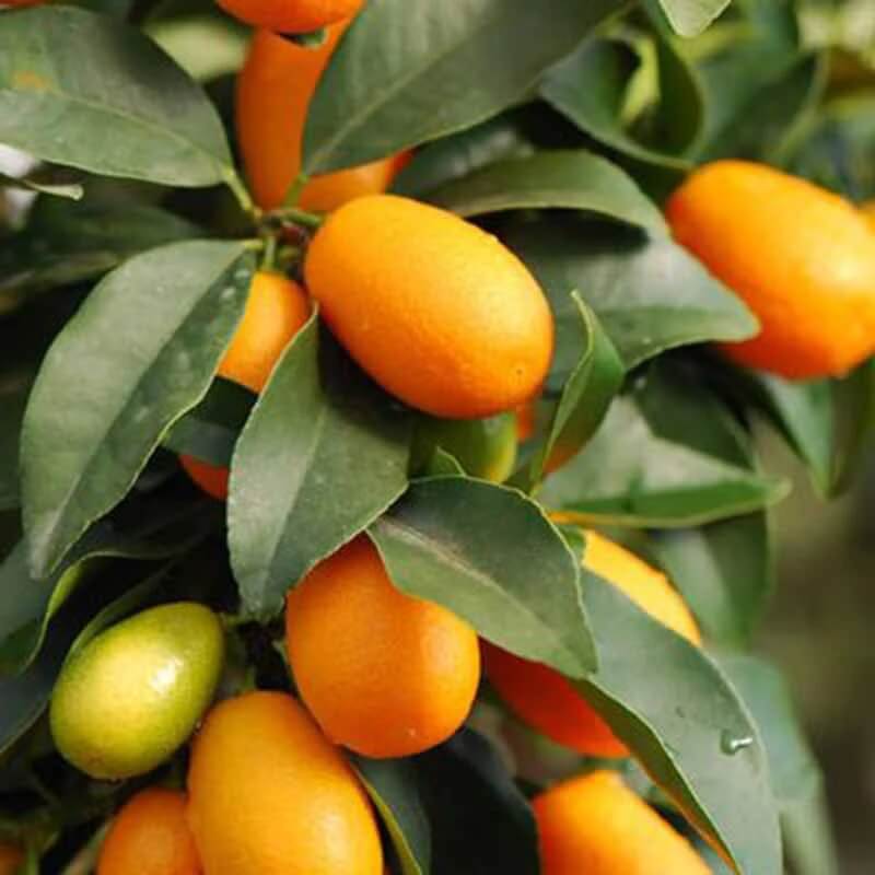 Sweet Citrus Hybrid Lemon Seeds