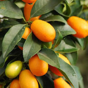 Sweet Citrus Hybrid Lemon Seeds