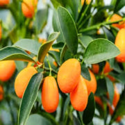 Sweet Citrus Hybrid Lemon Seeds