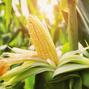 Sweet Corn Seeds