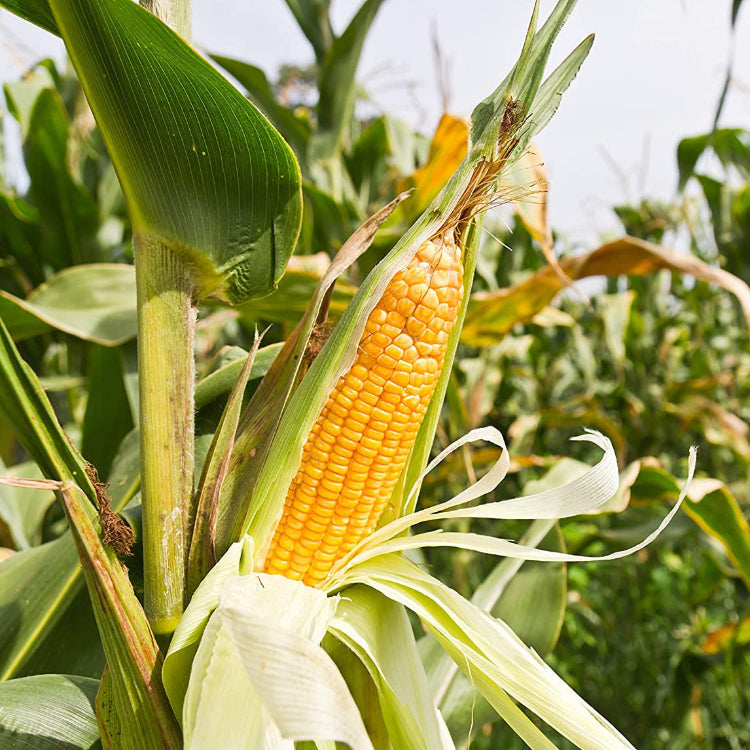 Sweet Corn Seeds