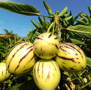 Sweet Seeds, Cucumis melo Fruit Seeds