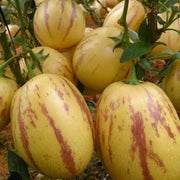 Sweet Seeds, Cucumis melo Fruit Seeds