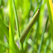 Aquatic Sweet Flag Seeds, Herbal