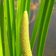 Aquatic Sweet Flag Seeds, Herbal