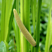 Sweet Flag Seeds - Herbal Seeds