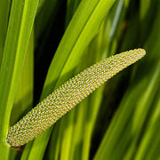 Sweet Flag Seeds - Herbal Seeds