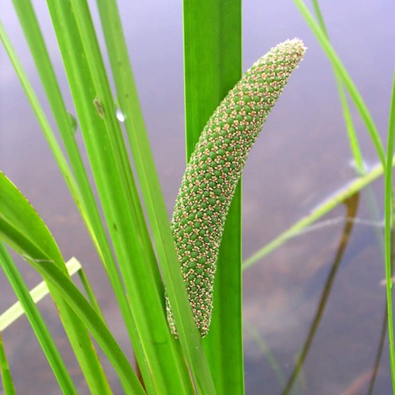 Aquatic Sweet Flag Seeds, Herbal