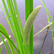 Aquatic Sweet Flag Seeds, Herbal