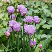 Sweet Garlic Herb Seeds - Herbal Plant