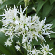 Sweet Garlic Herb Seeds - Herbal Plant