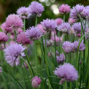 Sweet Garlic Herb Seeds - Herbal Plant