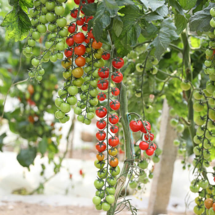 Sweet Grape Tomato Seeds
