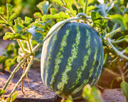 Watermelon Seeds – Citrullus lanatus