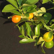 Sweet Lemon Seeds