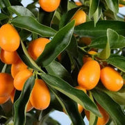 Sweet Lemon Seeds