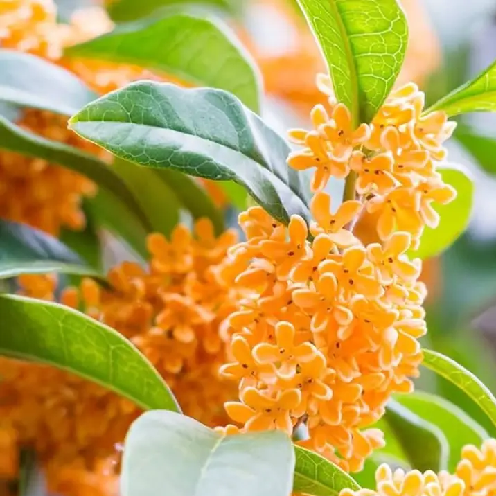 Sweet Olive Osmanthus Fragrans Seeds