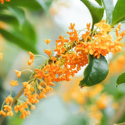 Sweet Olive Osmanthus Fragrans Seeds