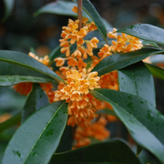 Sweet Osmanthus Osmanthus Seeds