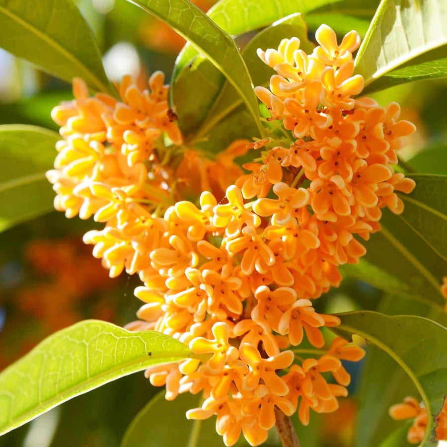 Sweet Osmanthus Osmanthus Seeds