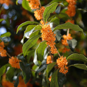 Sweet Osmanthus Osmanthus Seeds