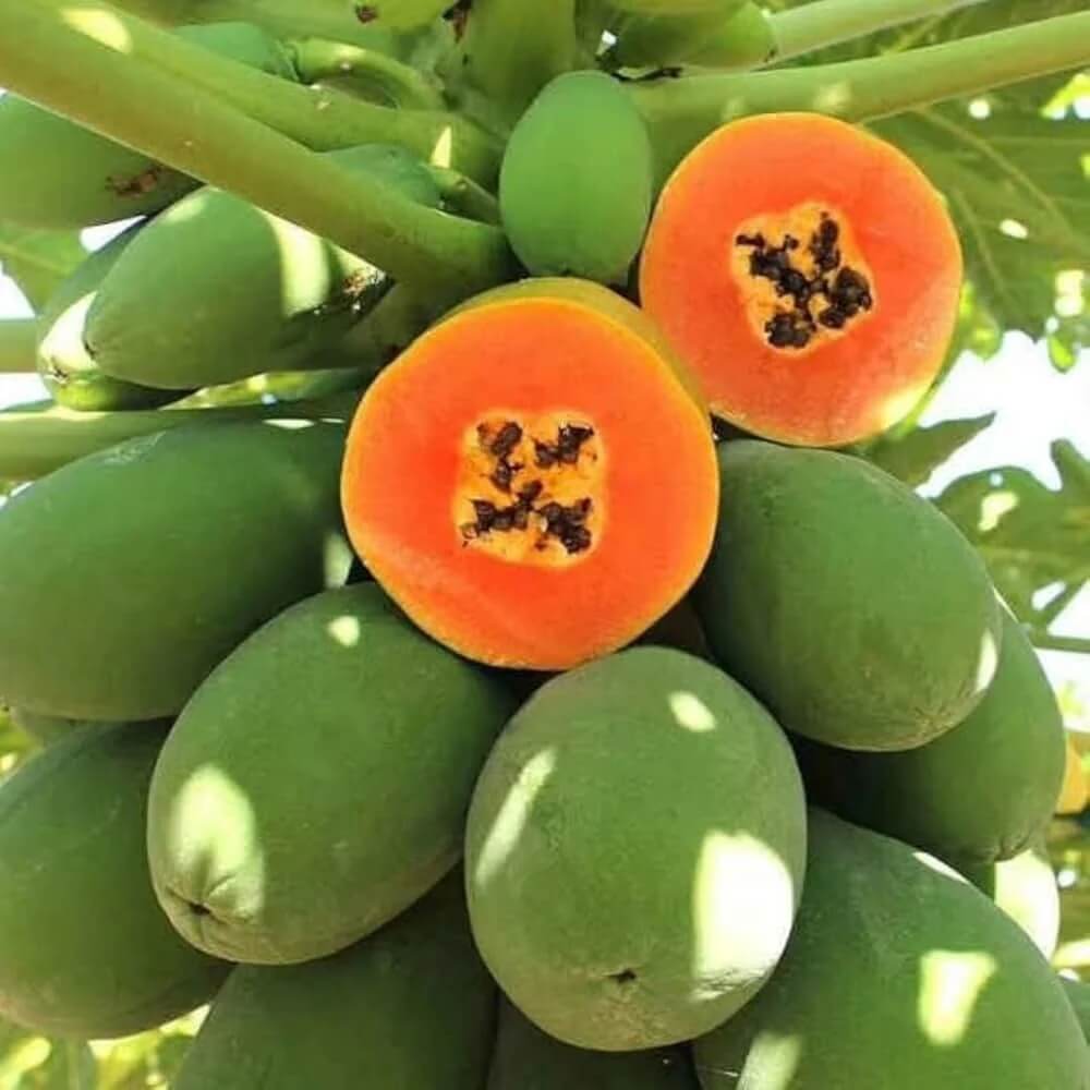 Sweet Papaya Seeds