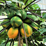 Sweet Papaya Seeds