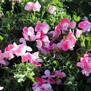 Sweet Seeds, Lathyrus odoratus Flower Seeds
