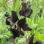 Black Sweet Pea Seeds