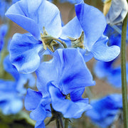 Blue Sweet Pea Seeds