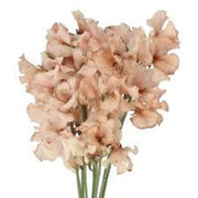 Brown Sweet Pea Seeds