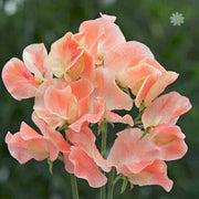 Candyfloss Sweet Pea Seeds