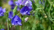 Sweet Pea Seeds – Lathyrus odoratus
