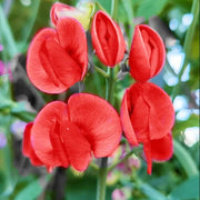 Deep Red Sweet Pea Seeds