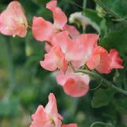 Elegance Watermelon Sweet Pea Seeds