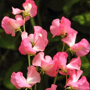 Elegance Watermelon Sweet Pea Seeds