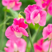 Sweet Seeds, Lathyrus odoratus Flower Seeds