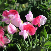 Sweet Seeds, Lathyrus odoratus Flower Seeds