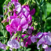 Fragrant Climbing Sweet Pea Seeds