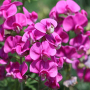 Fragrant Climbing Sweet Pea Seeds
