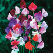 Heirloom Mixed Sweet Pea Seeds