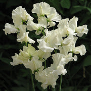 Jilly Sweet Pea Seeds